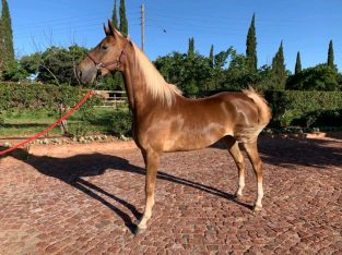 Registered saddlebred mare