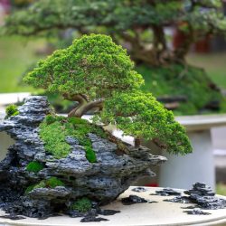 Bonsai Tree ebook