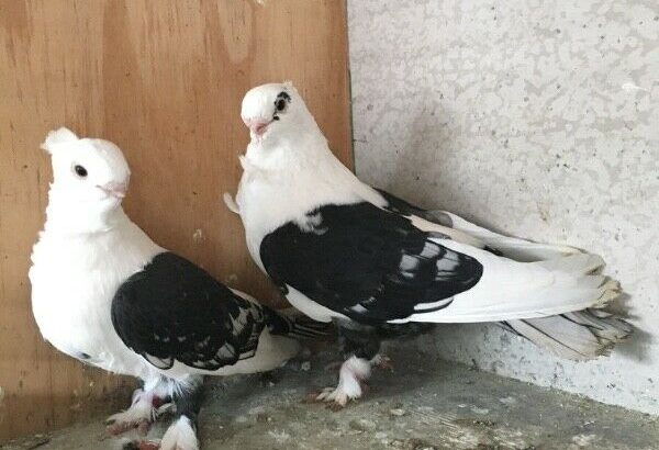 Satinette fancy pigeons