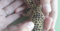 Beautiful yellow, purple female Leopard Gecko with terrarium for sale