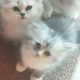 Silwer chinchilla kittens