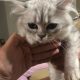 Silwer chinchilla kittens