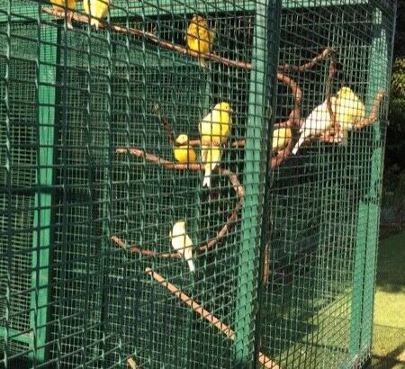 Canaries for sale 2019 babies R150 each