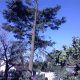 Juniour tree felling and landscaping