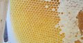 Healthy Bee Hive For Sale