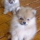 Tiny Female Toy Pomeranian Puppies